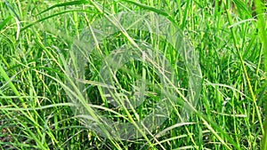 Cynodon dactylon doob dog`s tooth grass photo